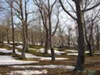 Il Castagneto alla fine dell'inverno a Castel del Piano (63kb)